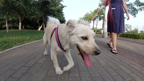 Front view of cheerful dog on the walk. Girl walking her dog on leash. Stock Footage 109910880