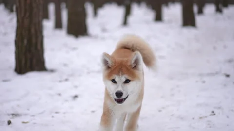 Front view cheerful furry dog running on... | Stock Video | Pond5