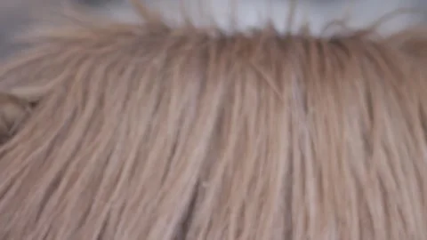 Front view of chestnut pony in a stable looking at camera. Stock Footage 242167769