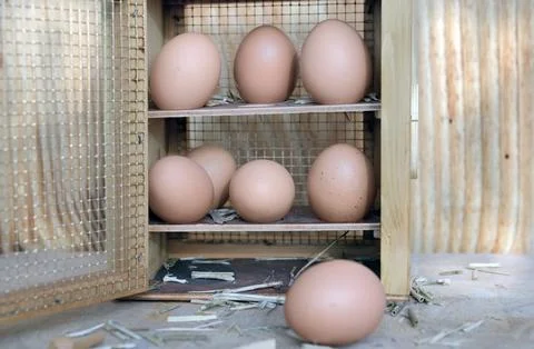 Front view on chicken eggs in a rustic box opening on wooden background Stock Photos