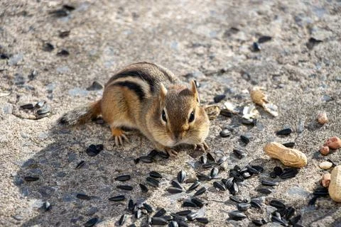 Front view of a chipmunk looking at us with sunflower seeds and peanuts on .. Stock Photos