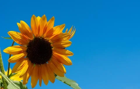 Front view, close up bright yellow Sunflower against blue sky background. Stock Photos