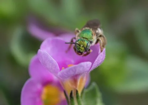 Front view close up of Green wild bee on pink flower Foto stock
