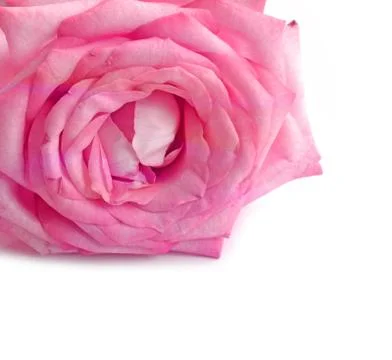 Front view close up of a pink rose Stock Photos