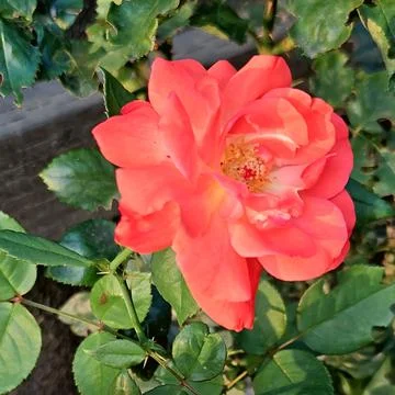 Front view close up portrait of single coral pink rose flower on stem Stock Photos