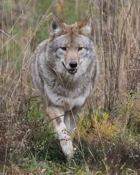 Front view close-up of wild Coyote walking in grass field in autumn Foto stock