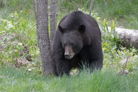 Front view closeup of large black bear walking in forest Stock Photos