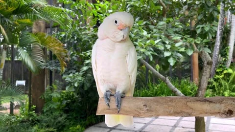 A front view of a cockatoo parrot perched on a branch at boca tapada in the Stock Footage 264992298