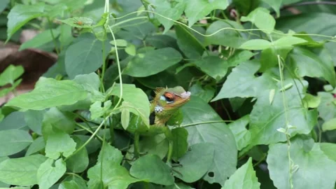 Front view of a common green forest lizard sitting above a dense shrub Video stock 217472901