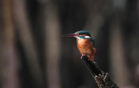 Front view of common kingfisher. Stock Photos