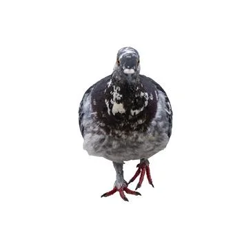Front view of common pigeon walking, on a transparent background Stock Photos
