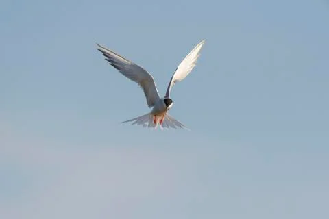 Front view of a common tern (Sterna hirundo) in flight against a blue sky at Stock Photos