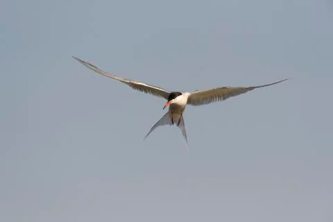 Front view of a common tern (Sterna hirundo) in flight, sunlit against a grey Stock Photos