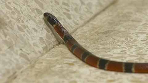 Front View | Coral Snake, Costa Rica, Video stock 111326554