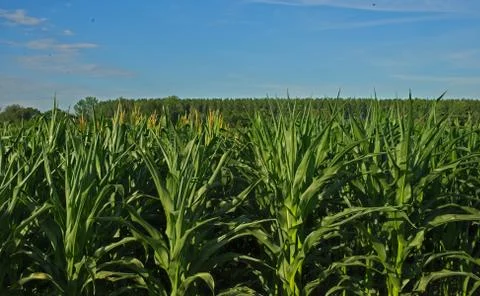Front view on Corn field and blue sky in background Stock Photos