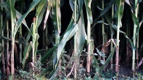Front View Of A Corn Field Stock Footage 113426973