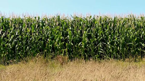 Front view of a corn field gently swaying in the wind on a bright and sunny day. Stock Footage 95145531