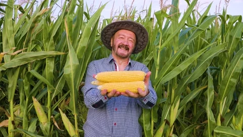 Front view in corn field senior male farmer looking at camera, holding out hands Stock Footage 205191173