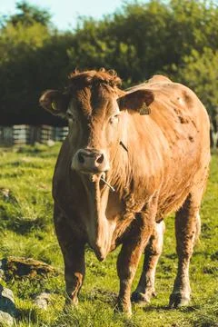 Front view of a cow looking into the camera Stock Photos