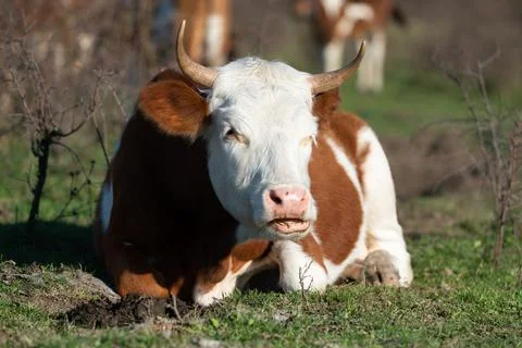 Front view of cow lying on grass and chewing Stock Photos