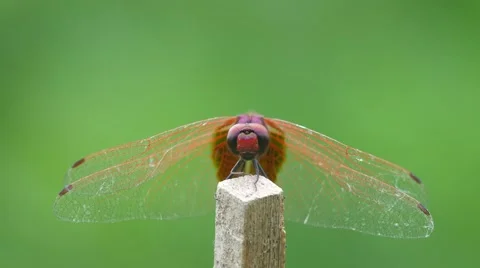 Front view of Crimson marsh glider dragonfly shaking its head Stock Footage 67895084