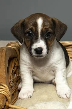 Front view of a cute 6 week old Jack Russell Terrier sitting in a basket Stock Photos