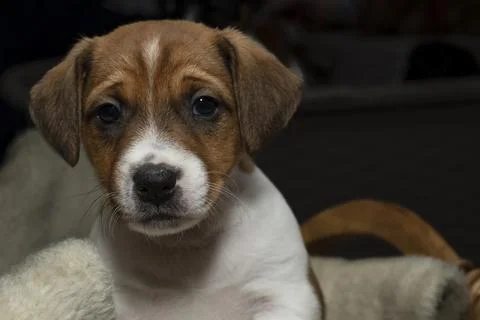Front view of a cute 6 week old Jack Russell Terrier sitting in a basket Stock Photos