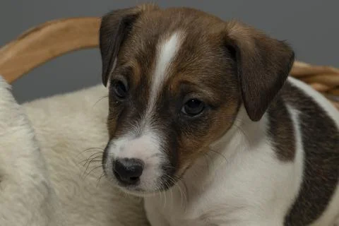 Front view of a cute 6 week old Jack Russell Terrier sitting in a basket Stock Photos