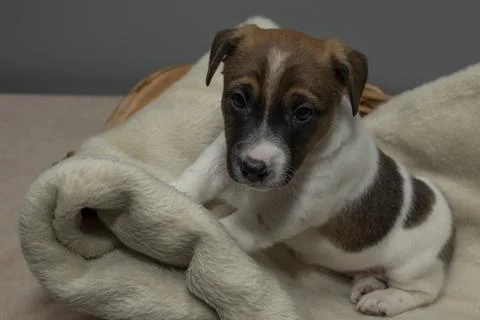 Front view of a cute 6 week old Jack Russell Terrier sitting in a basket Stock Photos