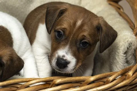 Front view of a cute 6 week old Jack Russell Terrier sitting in a basket Stock Photos