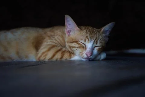 Front view of a cute beautiful cat sleeping in her dreams on a wooden floor. Stock Photos