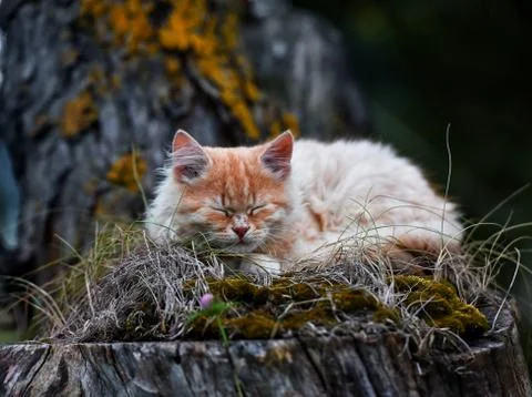 Front view of cute beautiful ginger cats sleeping on a felling Stock Photos