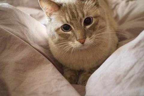Front view of a cute beautiful Siamese breed cat on a classic brown blanket Stock Photos