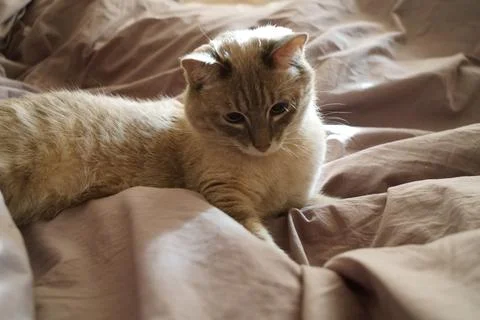 Front view of a cute beautiful Siamese breed cat on a classic brown blanket Stock Photos