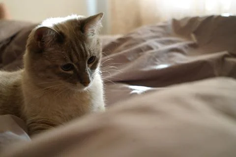 Front view of a cute beautiful Siamese breed cat on a classic brown blanket Stock Photos