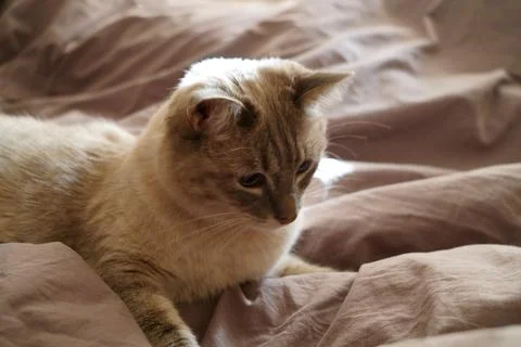 Front view of a cute beautiful Siamese breed cat on a classic brown blanket Stock Photos