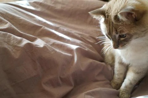 Front view of a cute beautiful Siamese breed cat on a classic brown blanket Stock Photos