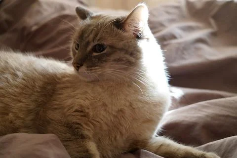 Front view of a cute beautiful Siamese breed cat on a classic brown blanket Stock Photos