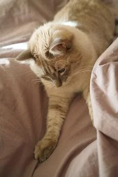 Front view of a cute beautiful Siamese breed cat on a classic brown blanket Foto stock