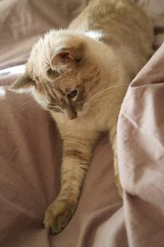 Front view of a cute beautiful Siamese breed cat on a classic brown blanket Stock Photos