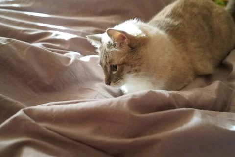 Front view of a cute beautiful Siamese breed cat on a classic brown blanket Stock Photos