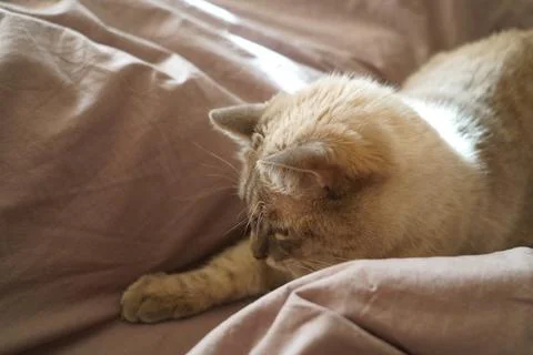 Front view of a cute beautiful Siamese breed cat on a classic brown blanket Stock Photos