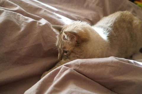 Front view of a cute beautiful Siamese breed cat on a classic brown blanket Stock Photos