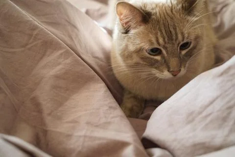 Front view of a cute beautiful Siamese breed cat on a classic brown blanket Stock Photos