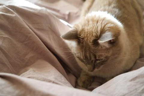 Front view of a cute beautiful Siamese breed cat on a classic brown blanket Foto stock