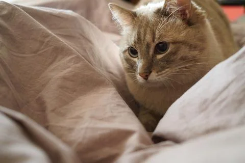 Front view of a cute beautiful Siamese breed cat on a classic brown blanket Stock Photos