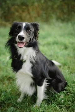 Front View of Cute Black and White Dog Sitting on the Green Grass During Summer Stock Photos