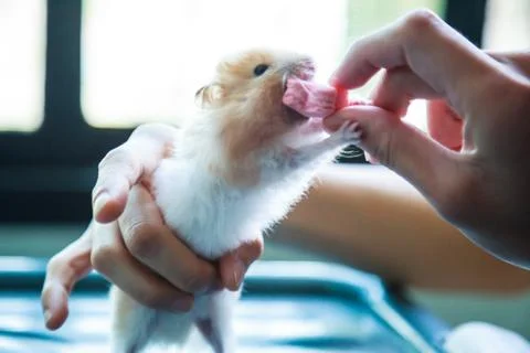 Front view of Cute Orange and White Syrian or Golden Hamster (Mesocricetus au Stock Photos