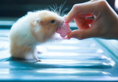 Front view of Cute Orange and White Syrian or Golden Hamster (Mesocricetus au Stock Photos