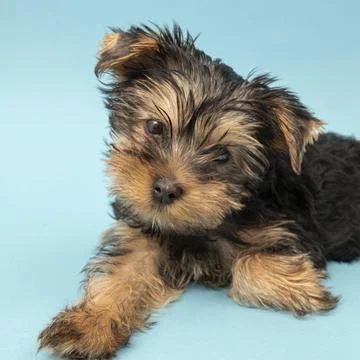 Front view cute yorkshire terrier dog Stock Photos